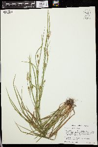 Carex corrugata image