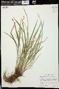 Carex cumberlandensis image