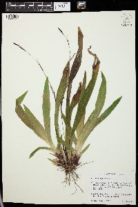 Carex plantaginea image