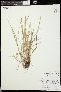 Carex cumberlandensis image