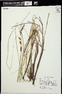 Carex decomposita image