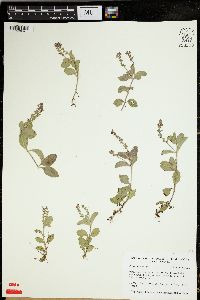 Veronica officinalis image