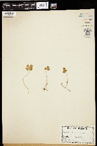 Marsilea quadrifolia image