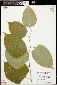 Reynoutria japonica image