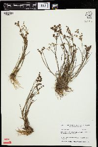 Juncus articulatus image