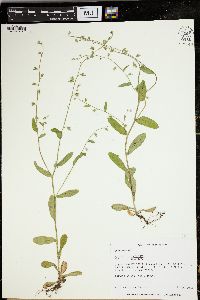 Myosotis macrosperma image