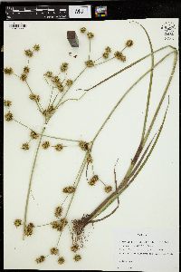 Juncus crassifolius image