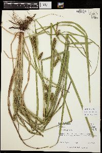 Carex aureolensis image