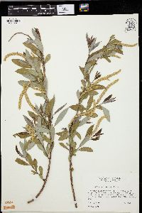 Salix caroliniana image