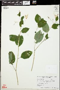 Impatiens pallida image