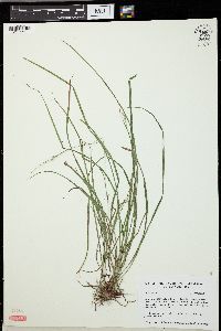 Carex swanii image