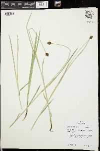 Carex vernacula image