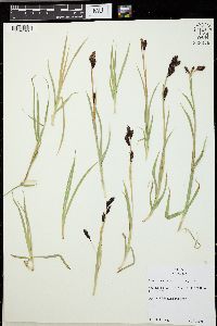 Carex vesicaria image