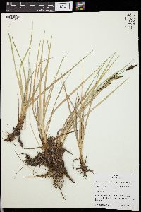 Carex nebrascensis image