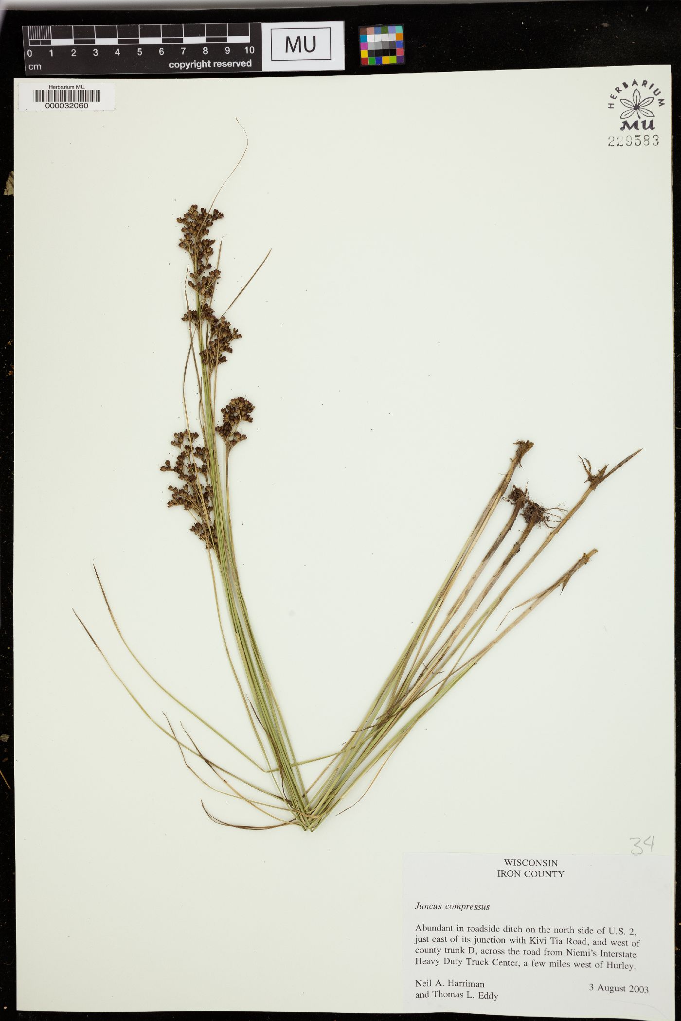 Juncus compressus image