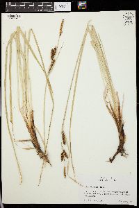 Carex prionophylla image