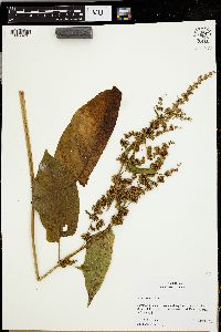 Rumex obtusifolius image