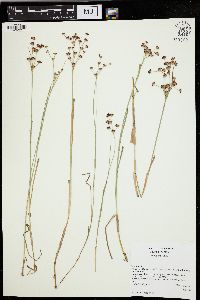 Juncus articulatus image