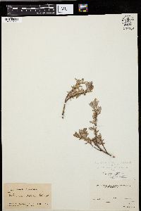 Salix desertorum image
