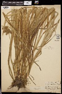 Carex retrorsa image