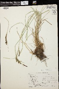 Carex kelloggii image