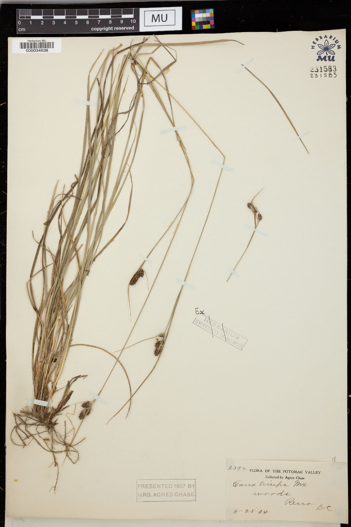 Carex tricephala image