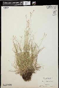 Carex trisperma image