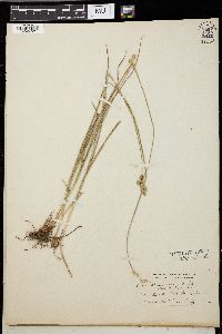 Carex straminea image