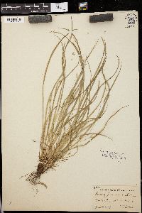 Carex jamesii image