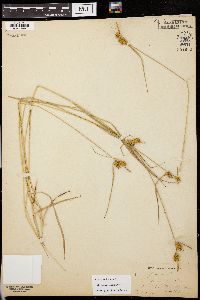 Carex flava image