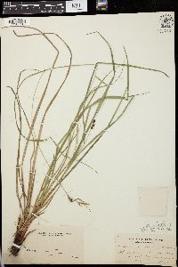 Carex caroliniana image