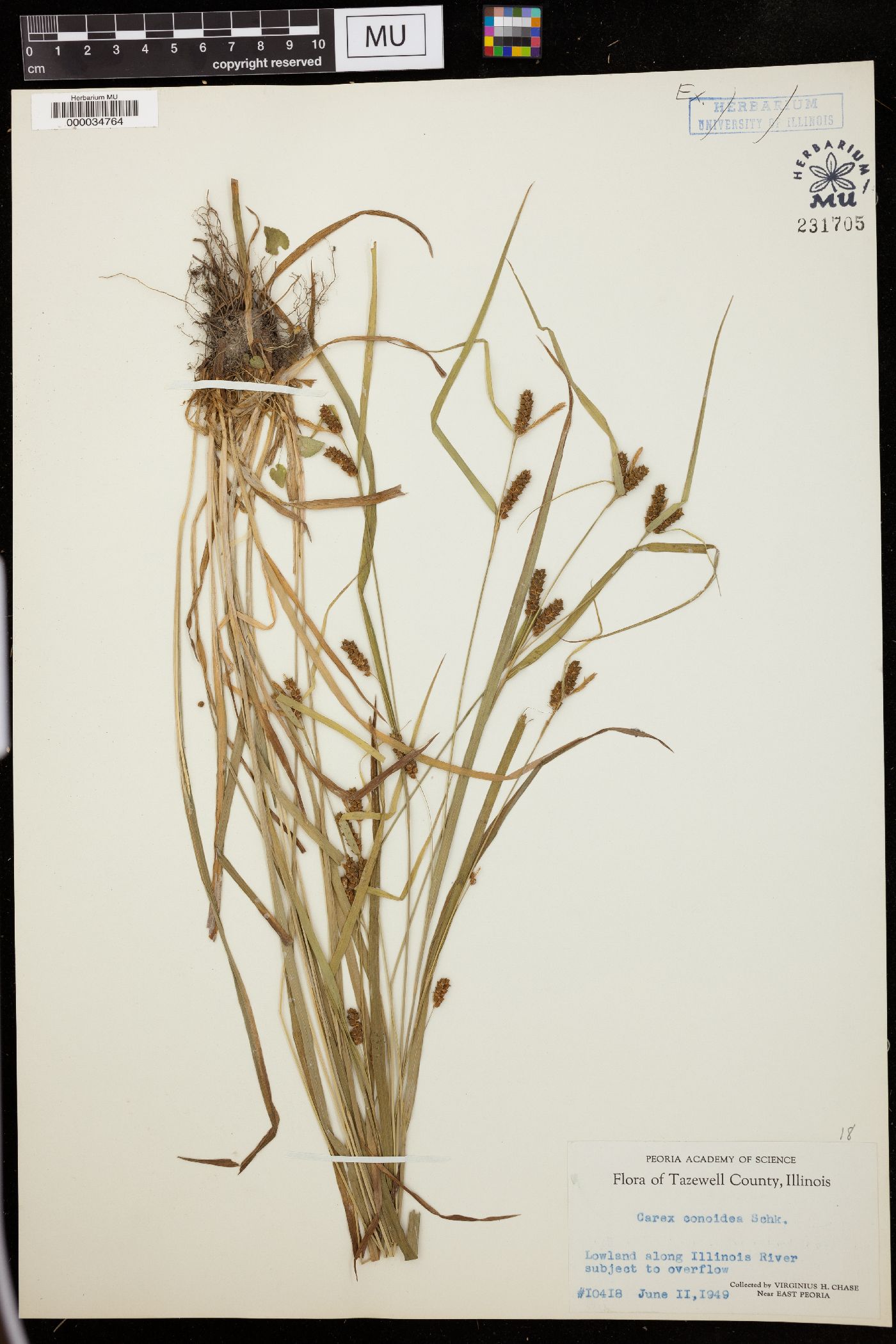 Carex conoides image