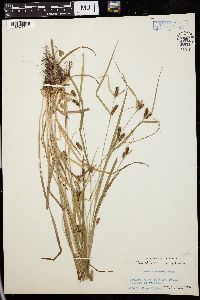 Image of Carex conoides