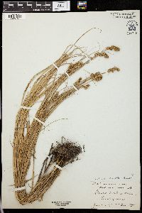 Carex ferruginea image