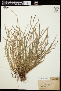 Carex durifolia image