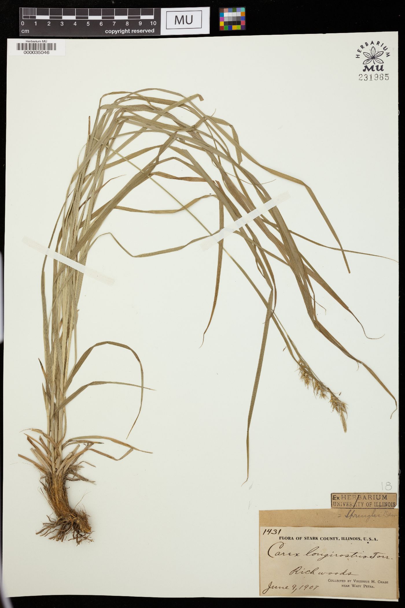 Carex laevigata image