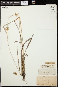 Carex folliculata image