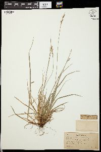 Carex pedunculata image