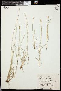 Carex retroflexa image