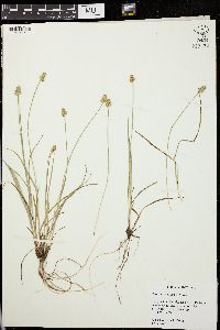 Carex leavenworthii image