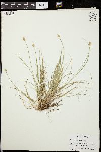 Carex leavenworthii image