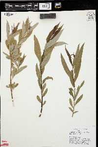 Salix caroliniana image