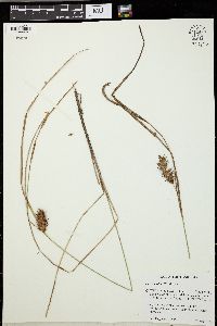 Carex bullata image