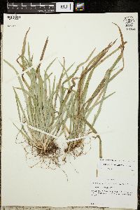 Carex abscondita image