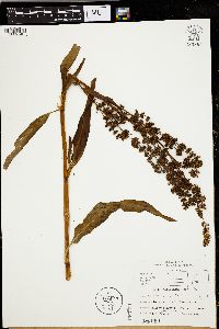 Rumex altissimus image