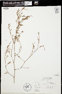 Polygonum ramosissimum var. ramosissimum image