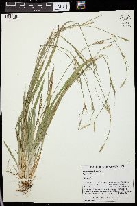 Image of Carex radfordii