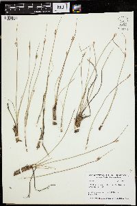 Juncus parryi image