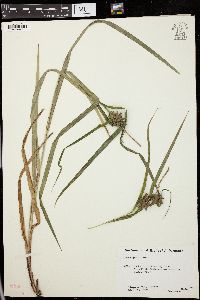 Carex grayi image