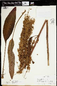 Rumex orbiculatus image